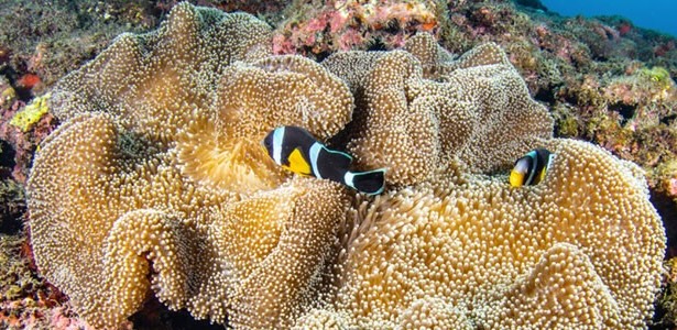 Plongée sous-marine