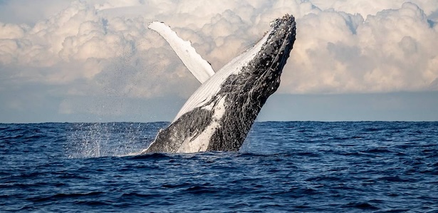 Observation des baleines et des cachalots