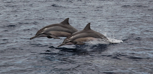 Nager avec les Dauphins