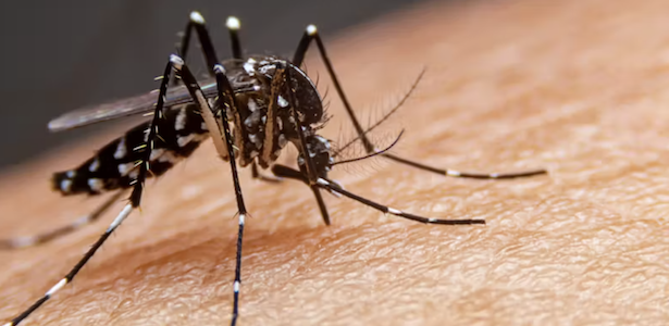 Dengue à l’île Maurice