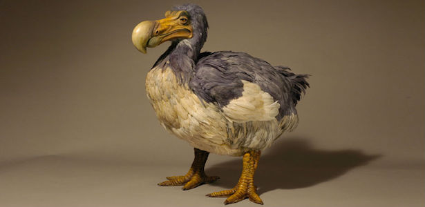 Dodo, symbole national
