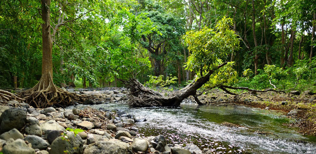 Parc national de Bras d’Eau