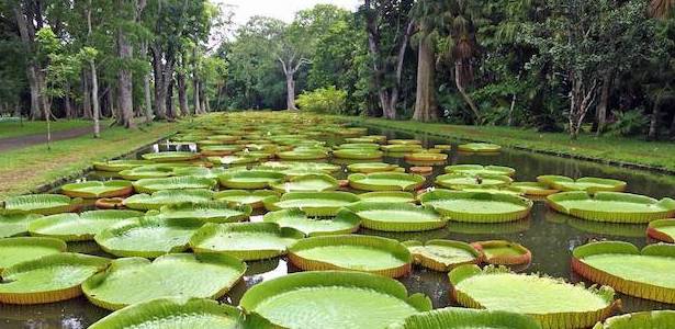 Jardin de Pamplemousse