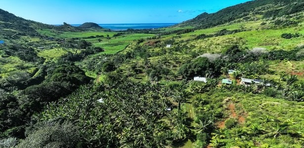 Laferm Coco